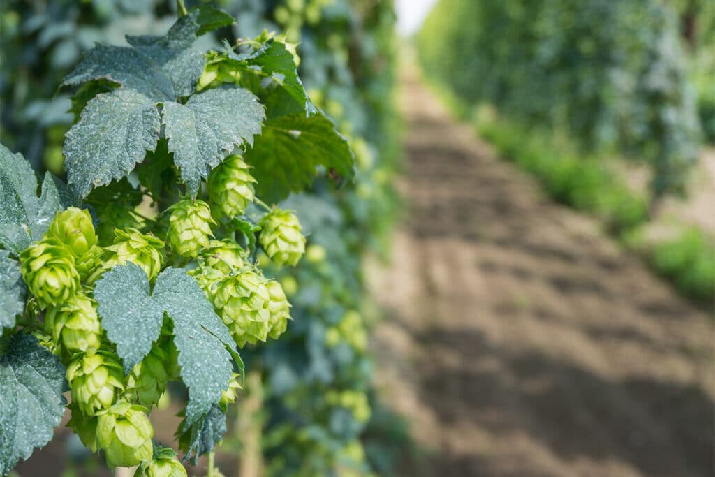 Baanbrekende hopdoseer-oplossing voor brouwers 1