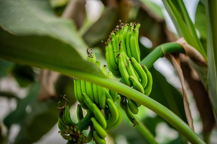 Chiquita lanceert Yelloway-initiatief: bananen met een grotere resistentie en een lagere uitstoot 2